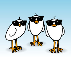 Obraz premium Three Staring White Chicks Wearing Sunglasses