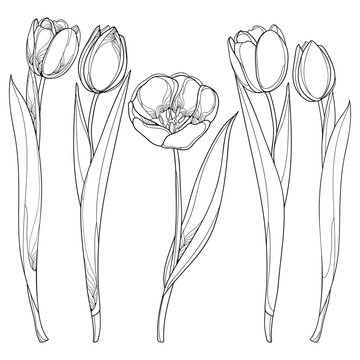 Vector set with outline tulips flowers isolated on white. Template with ornate floral elements for spring design, greeting card, invitation or coloring book. Tulip flower in contour style.