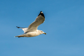 Freedom