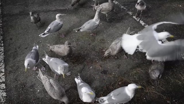 feeding sea gulls