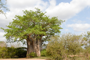 Fototapeta na wymiar Affenbrotbaum in Südafrika
