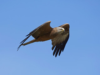 Red kite (Milvus milvus)