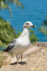 Fototapeta premium Funny White Seagull Bird Portrait