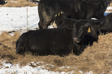 Black Angus Cattle in a feed lot in the winter