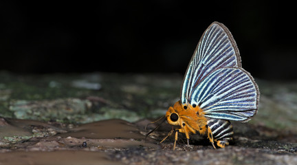 Butterfly, Butterflies feed on the rocks, Small Green Awlet ( Bibasis amara )