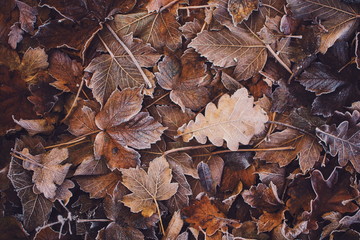 Autumn frozen leaves