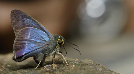 Butterfly, Butterflies feed on the rocks, White-banded Awl ( Hasora taminatus )