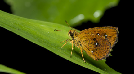 Butterfly, Butterflies feed on green leaf, Common Chestnut Bob ( Lambrix salsala )