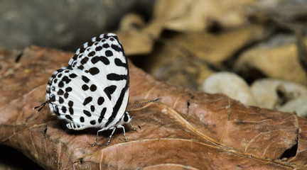 Butterfly, Butterflies feed on dry leaf, Common Pierrot ( Castalius rosimon )