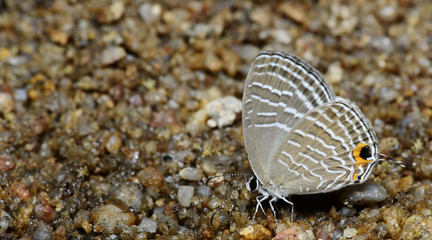 Butterfly, Butterflies feed on the gravel, Common Cerulean ( Jamides celeno )
