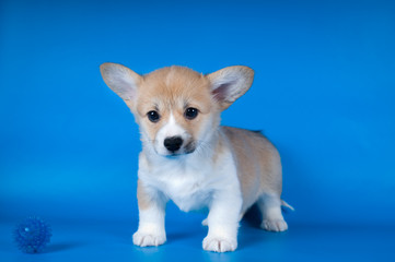 Pembroke Welsh Corgi puppy