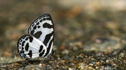 Butterfly, Butterflies feed on the stone, Banded Blue Pierrot ( Discolampa ethion )