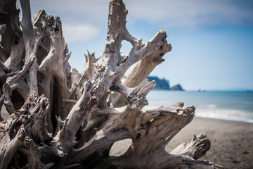 Driftwood