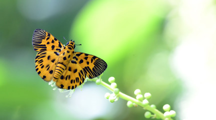 Butterfly, Butterflies feed on the flower, Zigzag Flat ( Odina d