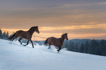 Pferde - Westfalen - traben im Hochschnee bei Sonnenuntergang