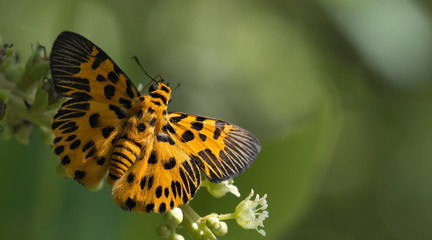 Butterfly, Butterflies feed on the flower, Zigzag Flat ( Odina decorata )
