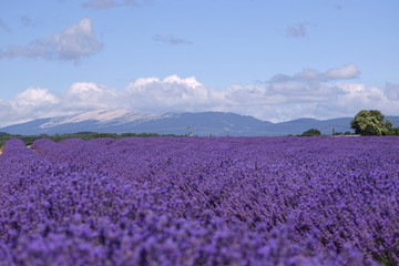 Obraz premium Champ de lavande et Mont Ventoux. France. Pays de Sault.