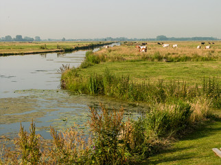 Dutch meadow Landscape Nijkerk, Gelderland, Holland, NLD