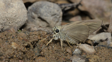Butterfly, Butterflies feed on the soil, Brown Awl ( Badamia exclamationis )
