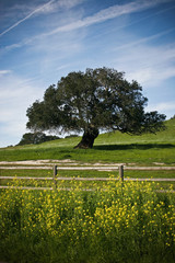 Greener Pastures