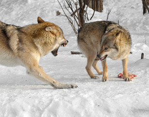 Grey wolves Canis lupus. Dangerous fight for food 