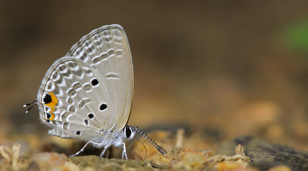 Butterfly, Butterflies eating fruit rot, Plain Cupid ( Chilades pandava )