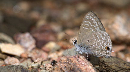 Butterfly, Butterflies feed on the rocks, Point Ciliate Blue ( Anthene lycaenina )