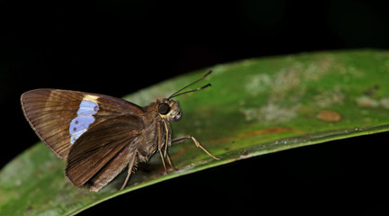 Butterfly, Butterflies feed on green leaf, Common Chestnut Bob ( Lambrix salsala )