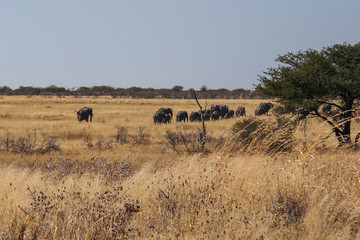 Namibia - Afrikanischer Elefant im Etoscha Nationalpark