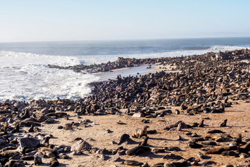 Fototapeta na wymiar Namibia - Südafrikanischer Seebären am Cape Cross