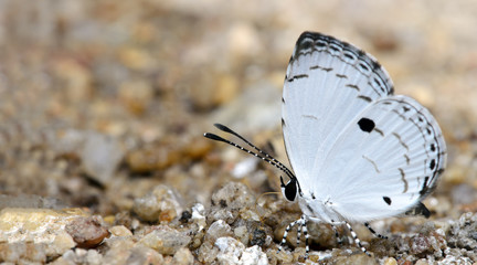 Butterfly, Butterflies feed on the gravel, Common Quaker ( Neopithecops zalmora )