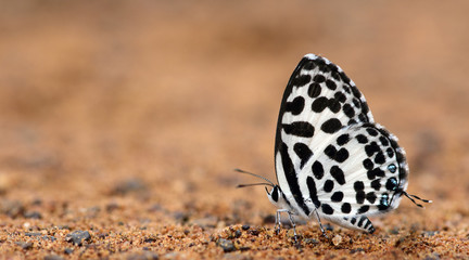 Butterfly, Butterflies feed on soil, Common Pierrot ( Castalius rosimon )