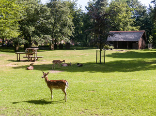 Deer in a city park Ermelo, Gelderland, Holland, NLD