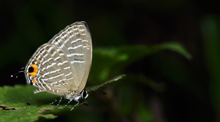 Butterfly, Butterflies feed on green leaf, Metalic Cerulean ( Jamides alecto )