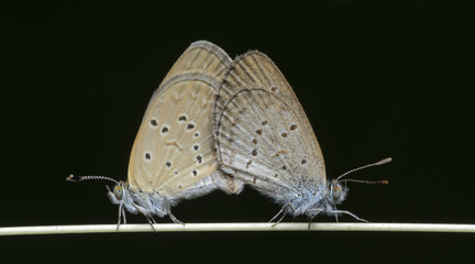 Butterfly, Butterflies pair on twig, Pale Grass Blue ( Zizeeria maha )