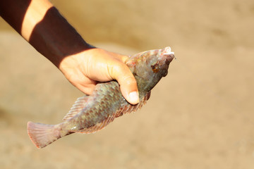 Male hand holds fresh sea fish catch