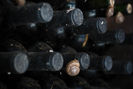 Snail Wine
