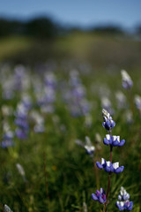 Lupin Field