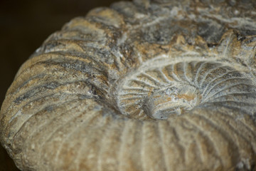 Ammonite