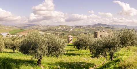 Olive Trees Near to Ribera, Sicily, Italy