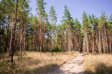 Pine view in summer forest