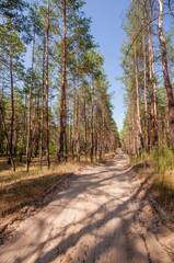 Fototapeta na wymiar Pine view in summer forest