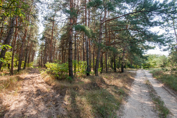 Pine view in summer forest