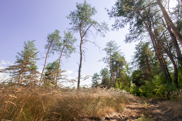 Pine view in summer forest