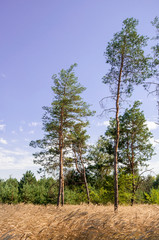 Pine view in summer forest