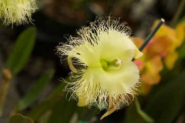 Orchid closeup