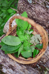 Herbs in a Basket
