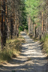 Pine view in summer forest