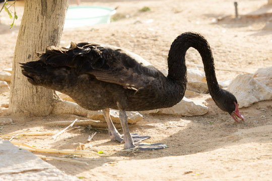 black swan eating