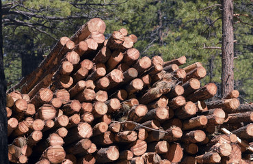 Clean cut Tree logs stacked in a pile with evergreens in the background.